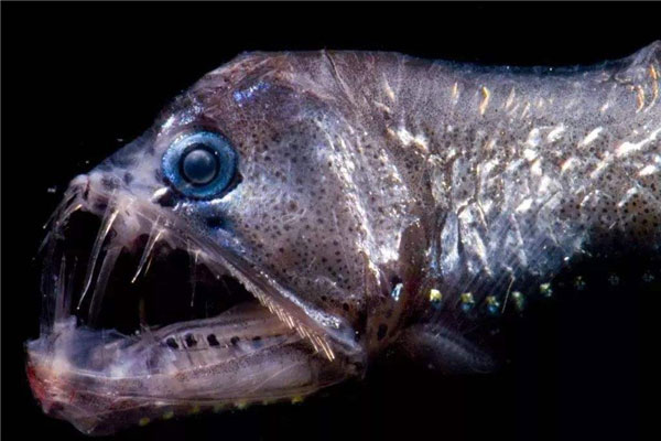 世界上最暴躁的鱼：龙鱼和宽咽鱼包揽前两名