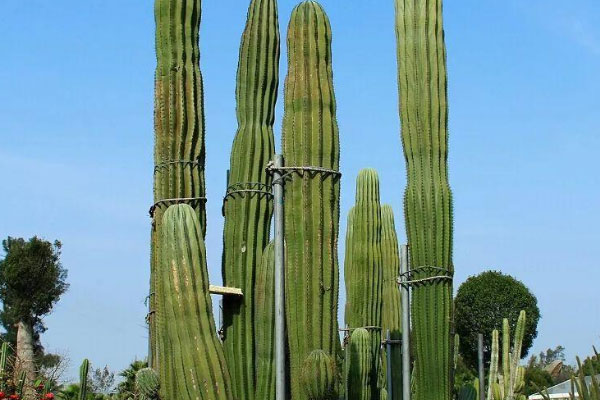 世界上最高的仙人掌：武伦柱仙人掌高达20米