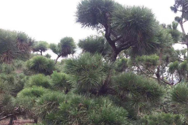世界上最能抵抗紫外线的植物——南欧黑松