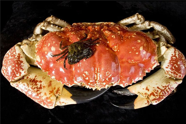 世界上最大的食用蟹，皇帝蟹重达13.5千克