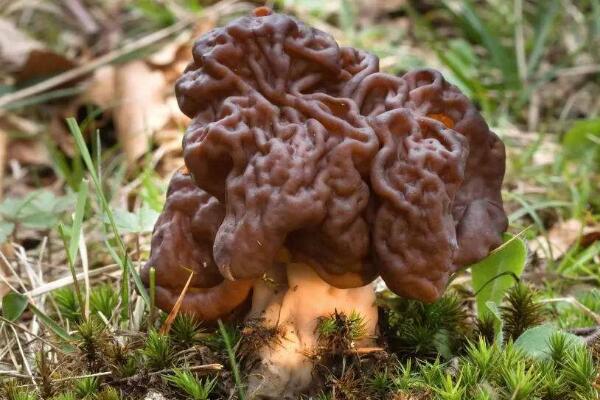 最致命的十种毒蘑菇，每种都含有致命毒素