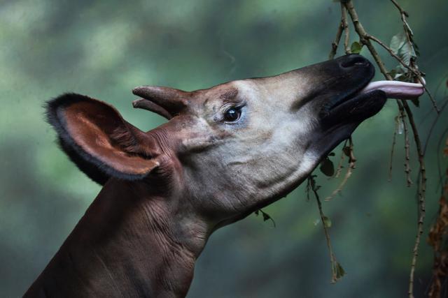世界最神秘动物：霍加皮是非洲“独角兽”