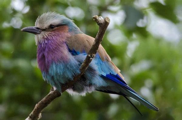 世界上10大最粘人的鸟：八哥和画眉鸟榜上有名