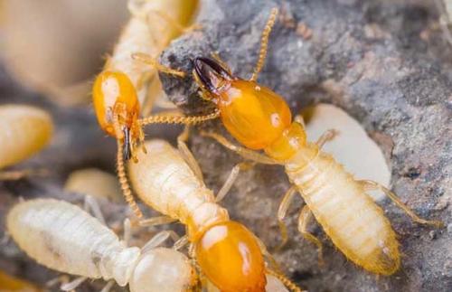 世界五大害虫之一：白蚁被称为“无牙的老虎”
