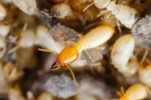 世界五大害虫之一：白蚁被称为“无牙的老虎”