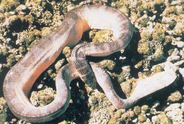 毒性最强的十大海蛇：NO1是贝尔彻海蛇！
