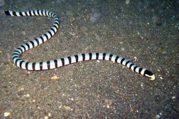 毒性最强的十大海蛇：NO1是贝尔彻海蛇！