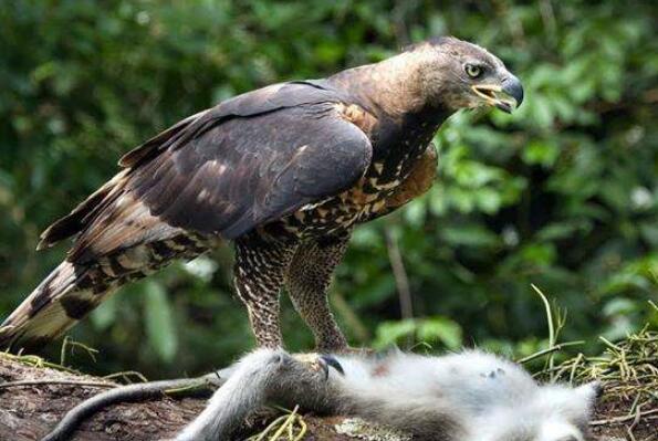 世界十大最凶猛的鸟类排名，冕雕排在第一名
