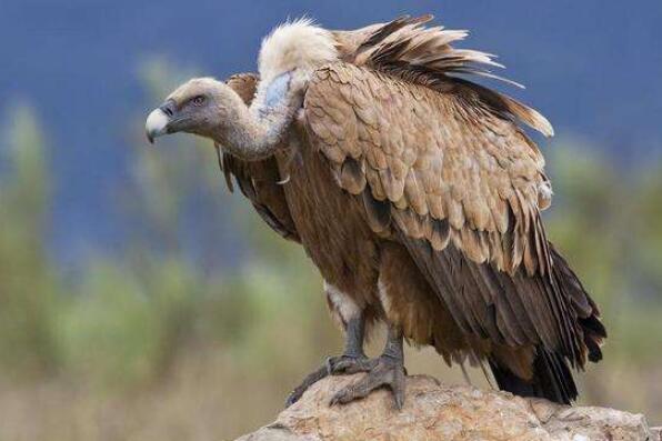 世界十大最凶猛的鸟类排名，冕雕排在第一名