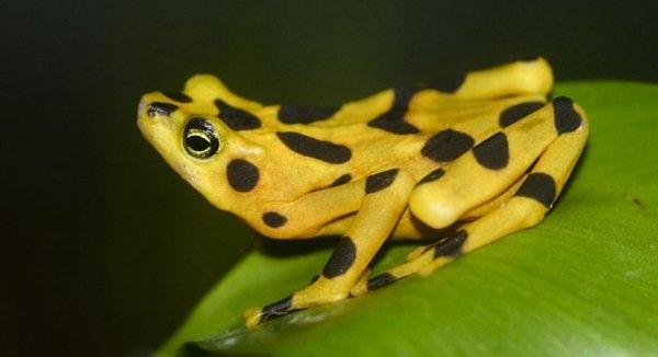 世界最漂亮的10种青蛙，毒箭蛙外表最美丽