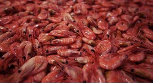世界上最耐热的虾，生活在450度高温的深海