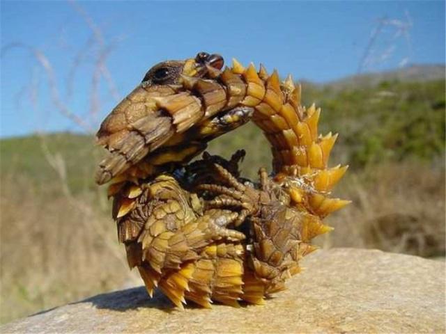 世界上长得像龙的蜥蜴：南非犰狳蜥全身背着重装甲