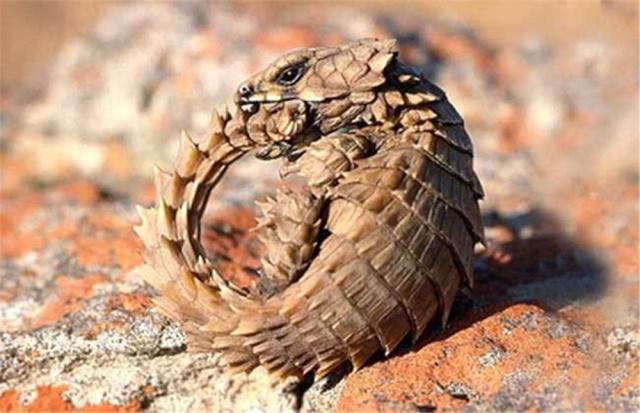 世界上长得像龙的蜥蜴：南非犰狳蜥全身背着重装甲