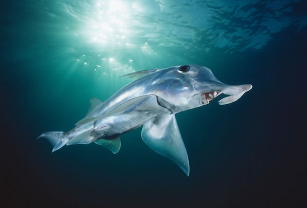 海洋中最奇特的十种鲨鱼，锤头鲨居第三名