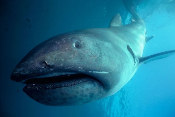 海洋中最奇特的十种鲨鱼，锤头鲨居第三名