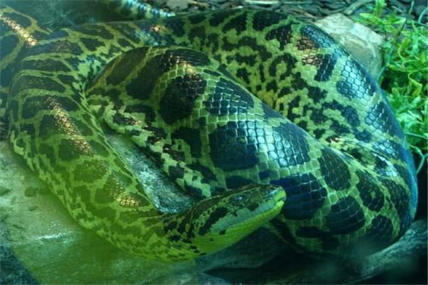 热带雨林十大恐怖生物：箭毒蛙体内含有巨毒