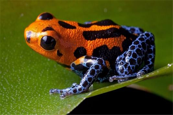 热带雨林十大恐怖生物：箭毒蛙体内含有巨毒