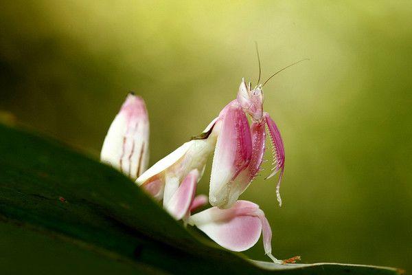 地球上4大最漂亮好看的螳螂，兰花螳螂最亮眼