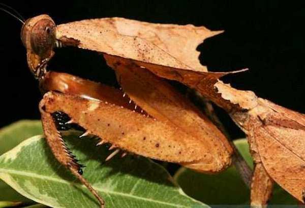 地球上4大最漂亮好看的螳螂，兰花螳螂最亮眼
