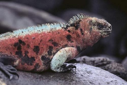唯一能适应海洋生活的鬣蜥：海蜥蜴是哥斯拉的原型