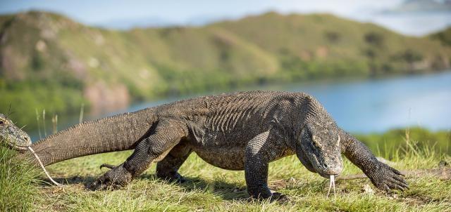 世界上最大的十种蜥蜴，科摩多巨蜥独占鳌头