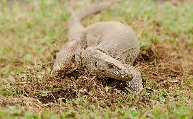世界上最大的十种蜥蜴，科摩多巨蜥独占鳌头