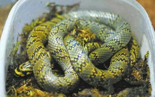 世界上最美的无毒蛇，横斑锦蛇数量不到30条