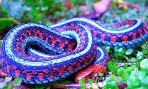 世界上最香的蛇：香蛇能当香水使用