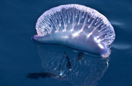 地球上毒性最强的水母：毒性不亚于任何毒蛇