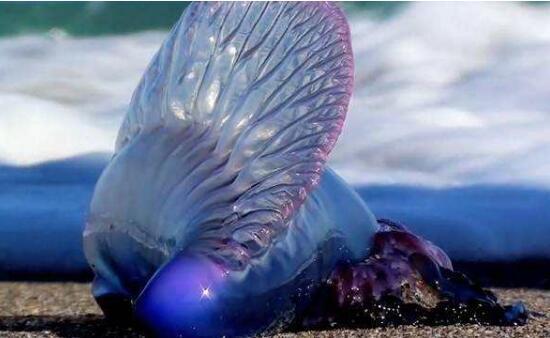 地球上毒性最强的水母：毒性不亚于任何毒蛇