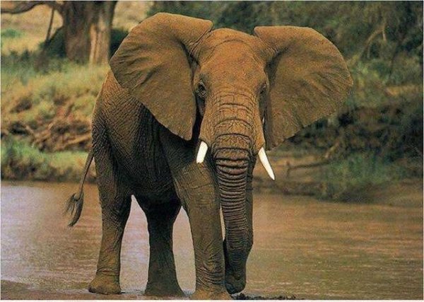 世界上最大的耳朵：非洲象耳朵最长达2米