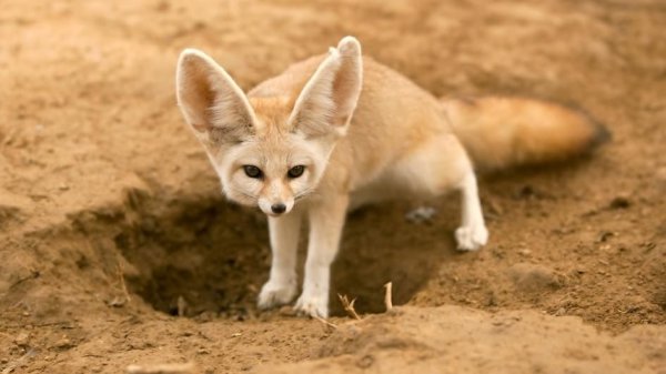 世界上最大耳朵的狐狸，大耳狐耳朵最长达14厘米