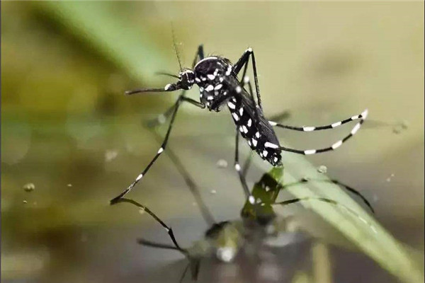 世界上最毒的蚊子是什么蚊子：花斑蚊攻击性很强