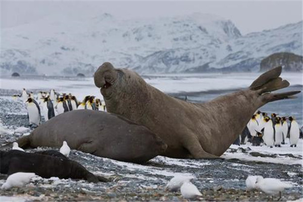 世界上最大的海豹：南象海豹体长可达6米