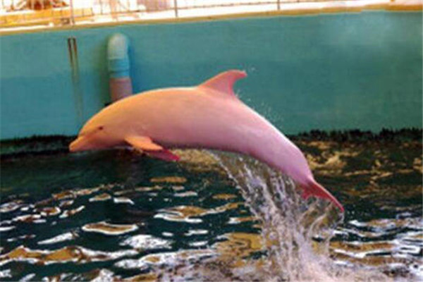 世界上最罕见的海豚：粉红瓶鼻海豚体长约3米
