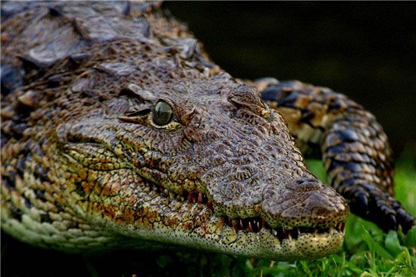 世界上最厉害的动物是什么：尼罗河鳄鱼轻松秒杀对手