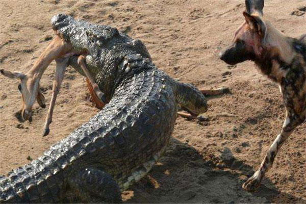 世界上最厉害的动物是什么：尼罗河鳄鱼轻松秒杀对手
