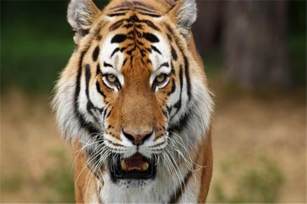 世界上最厉害的老虎叫什么：东北虎实至名归的榜首