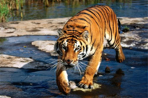 世界上最厉害的老虎叫什么：东北虎实至名归的榜首
