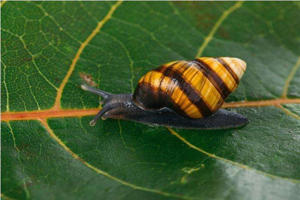 世界上最美丽的蜗牛：夏威夷蜗牛外表艳丽