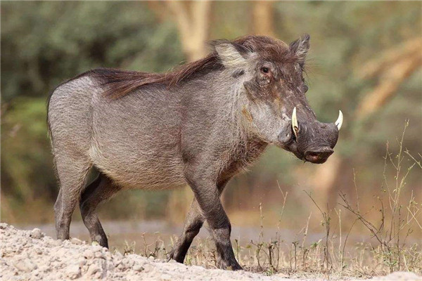 世界上最奇特的猪：鹿豚既像猪又像鹿，长有四个獠牙