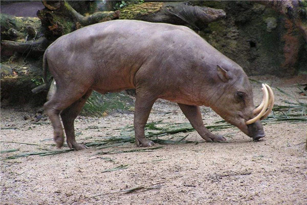 世界上最奇特的猪：鹿豚既像猪又像鹿，长有四个獠牙