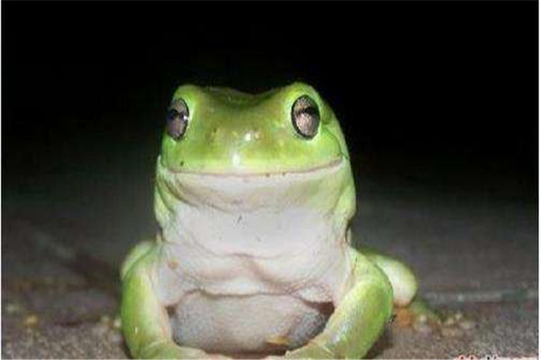 世界上最凶猛的青蛙：连毒蛇都在烟蛙菜单之列
