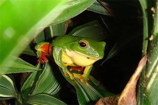 世界上最凶猛的青蛙：连毒蛇都在烟蛙菜单之列