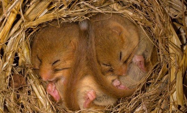 世界最能睡动物睡鼠：仅五年寿命四年都在睡觉