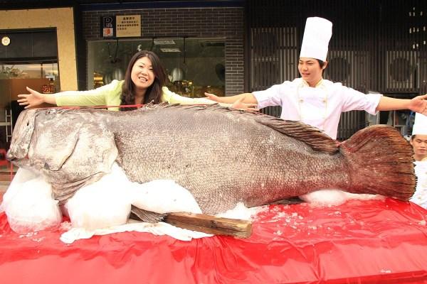 世界上最大的石斑鱼，长达2.6米重达683斤