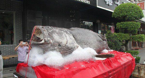 世界上最大的石斑鱼，长达2.6米重达683斤