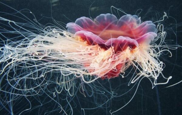 世界上最大的触手怪：北极霞水母触手长达40余米