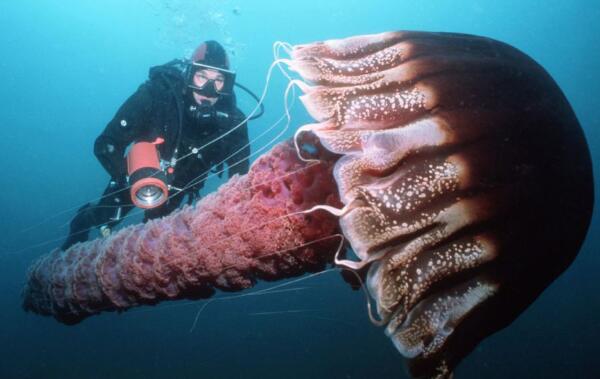 世界上最大的触手怪：北极霞水母触手长达40余米