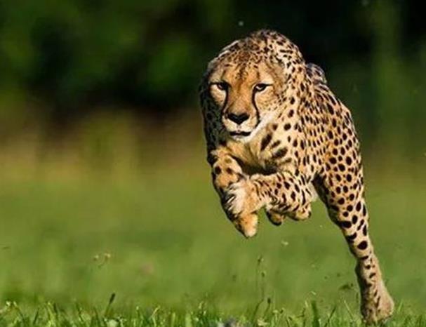 世界上速度最快的动物排行，猎豹屈居第二名